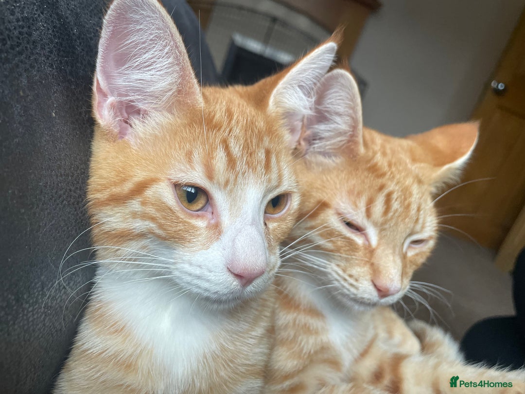 Domestic Shorthair cats for sale: 2 male kittens - Advert 4