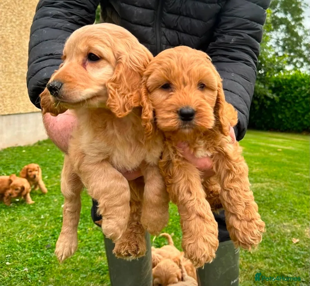 Cockapoo dogs for sale: Chunky Cockapoo Puppies - Advert 1
