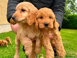 Cockapoo dogs Chunky Cockapoo Puppies - Advert 5