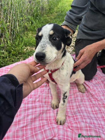 Mixed Breed dogs MAKI - Advert 13