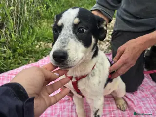 Mixed Breed dogs MAKI - Advert 24