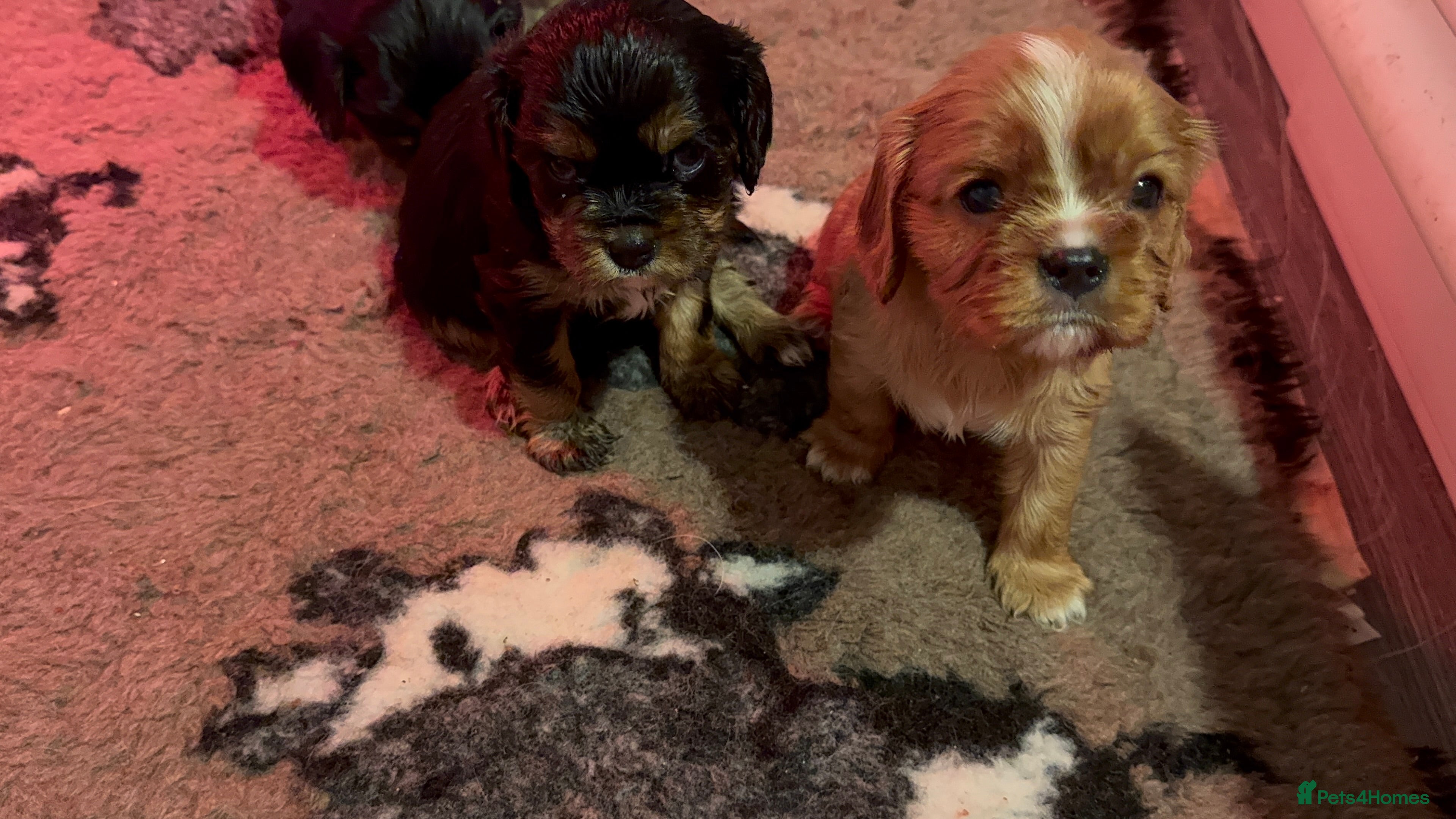 Cavalier King Charles Spaniel dogs Stunning KC reg Cavalier King Charles spaniels - Advert 4