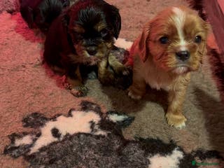 Cavalier King Charles Spaniel dogs Stunning KC reg Cavalier King Charles spaniels - Advert 4