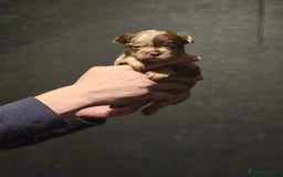 French Bulldog dogs for sale: Fluffy french bulldogs  - Advert 11