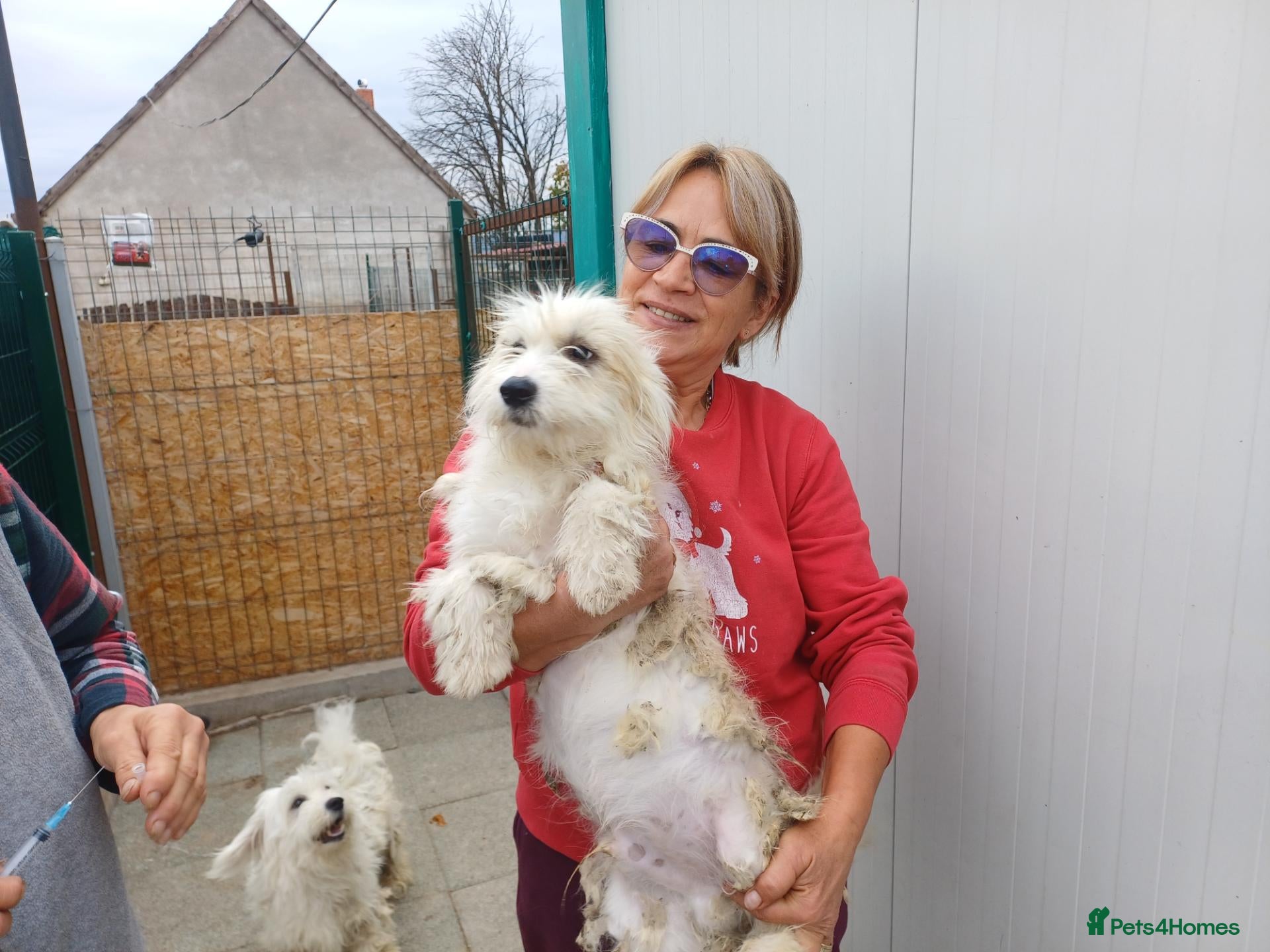 Mixed Breed dogs for adoption: 🤍MATEO - from a market crate to a Loving Home 🏡 - Advert 1