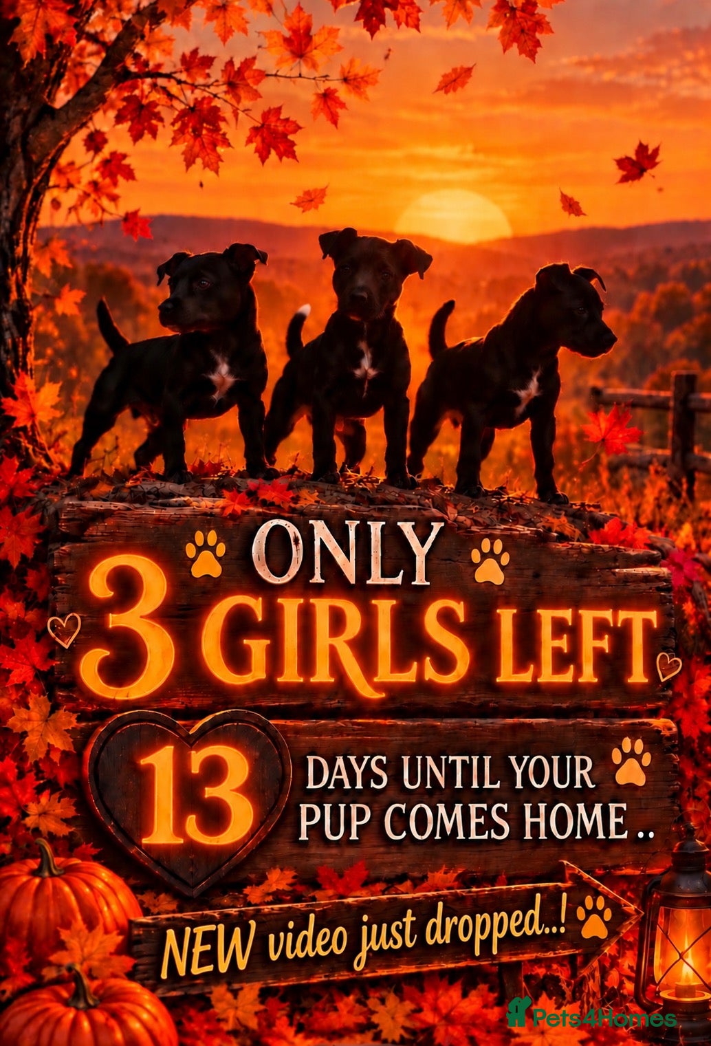 Patterdale Terrier dogs Stunning spooktacular Patterdale puppies  - Advert 5