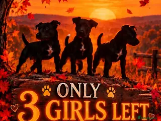 Patterdale Terrier dogs Stunning spooktacular Patterdale puppies - Advert 5