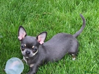 Chihuahua dogs in London - Advert 25