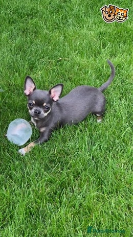 Chihuahua dogs for stud in London - Advert 2
