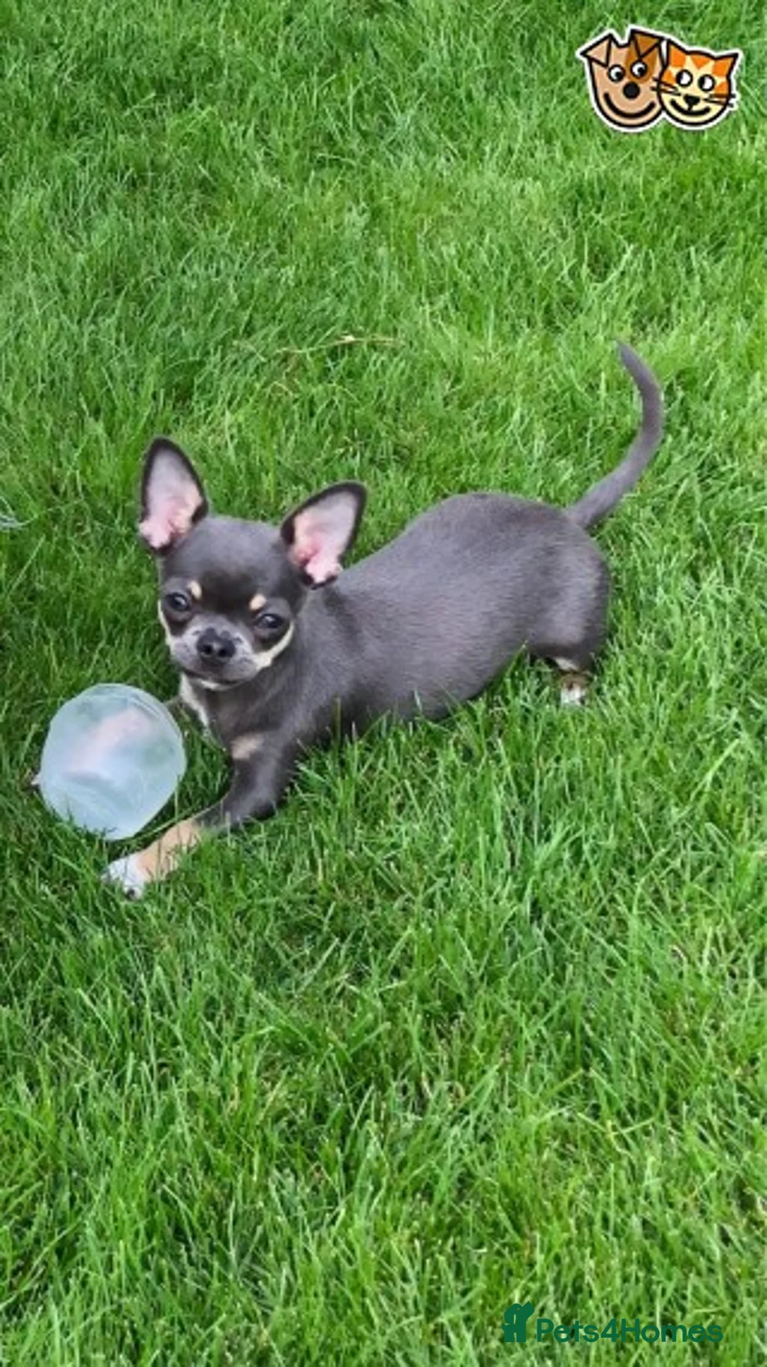Chihuahua dogs for stud: Handsome Blue, KC reg Chihuahua Boy for Stud in London - Advert 1