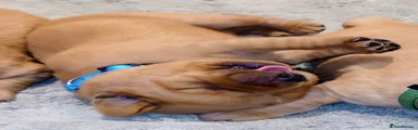 Labrador Retriever 2