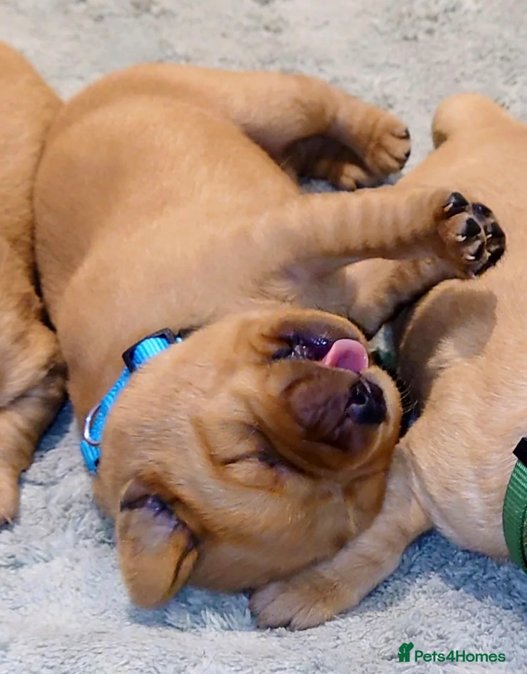 Labrador Retriever dogs for sale: Beautiful KC Registered Fox Red Labrador Puppies - Advert 23