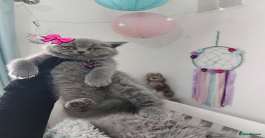British Shorthair cats in Dudley - Advert 6