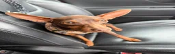 Miniature Pinscher dogs for sale: Miniature pinscher  - Advert 3