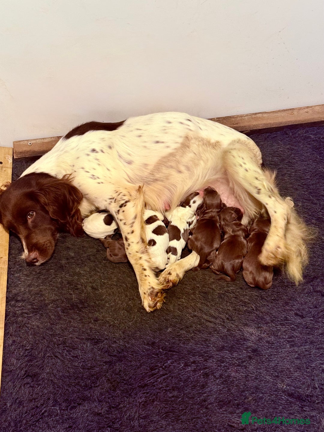 Sprocker dogs for sale: Sprocker spaniel puppies  - Advert 2