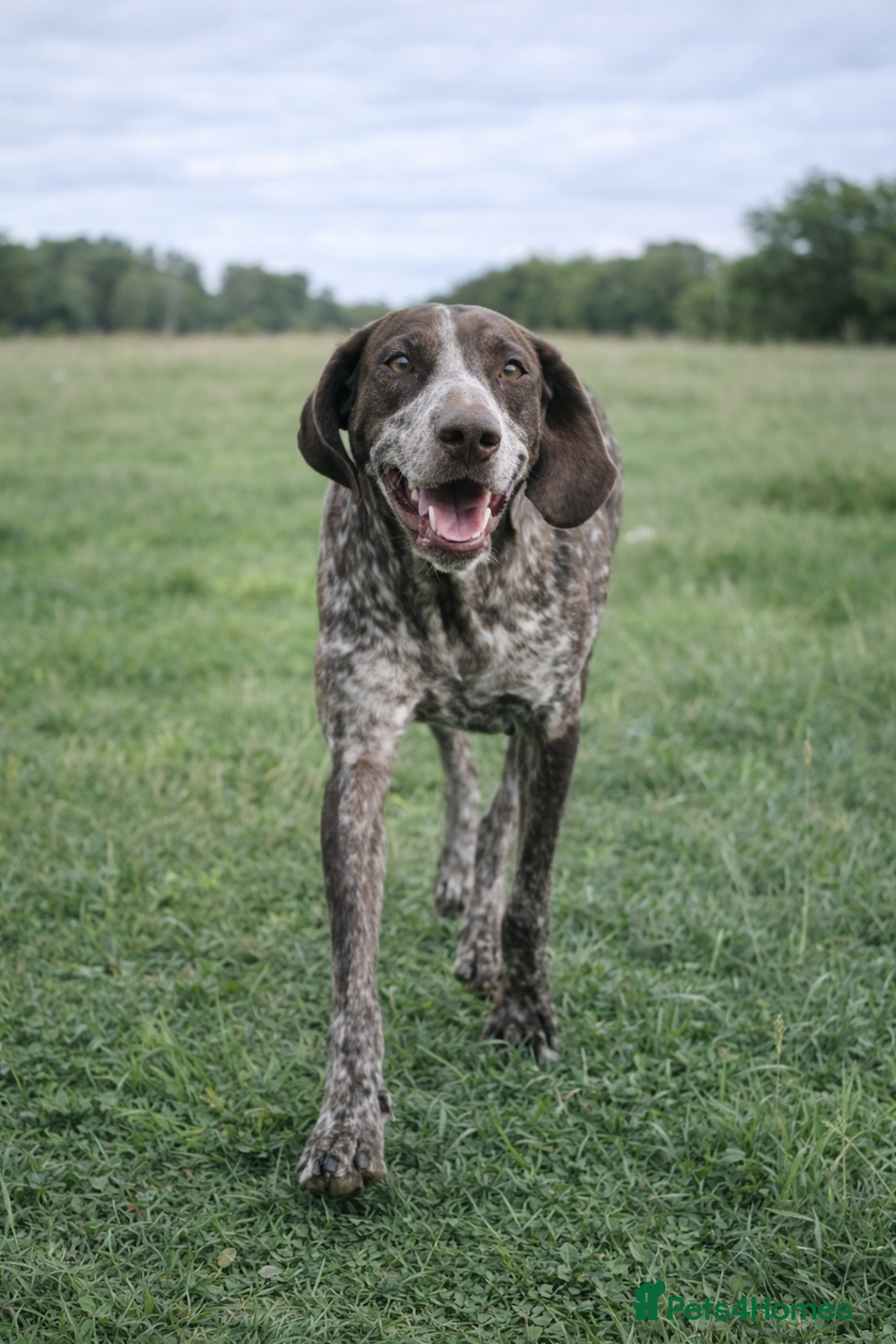 Pointer dogs for adoption: Shelby’s story has change, now it’s full of hope - Advert 6