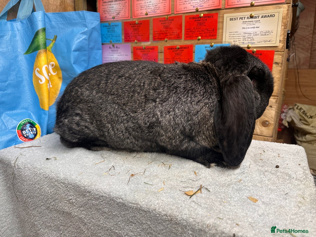 French Lop rabbits for sale: French lops - Advert 8