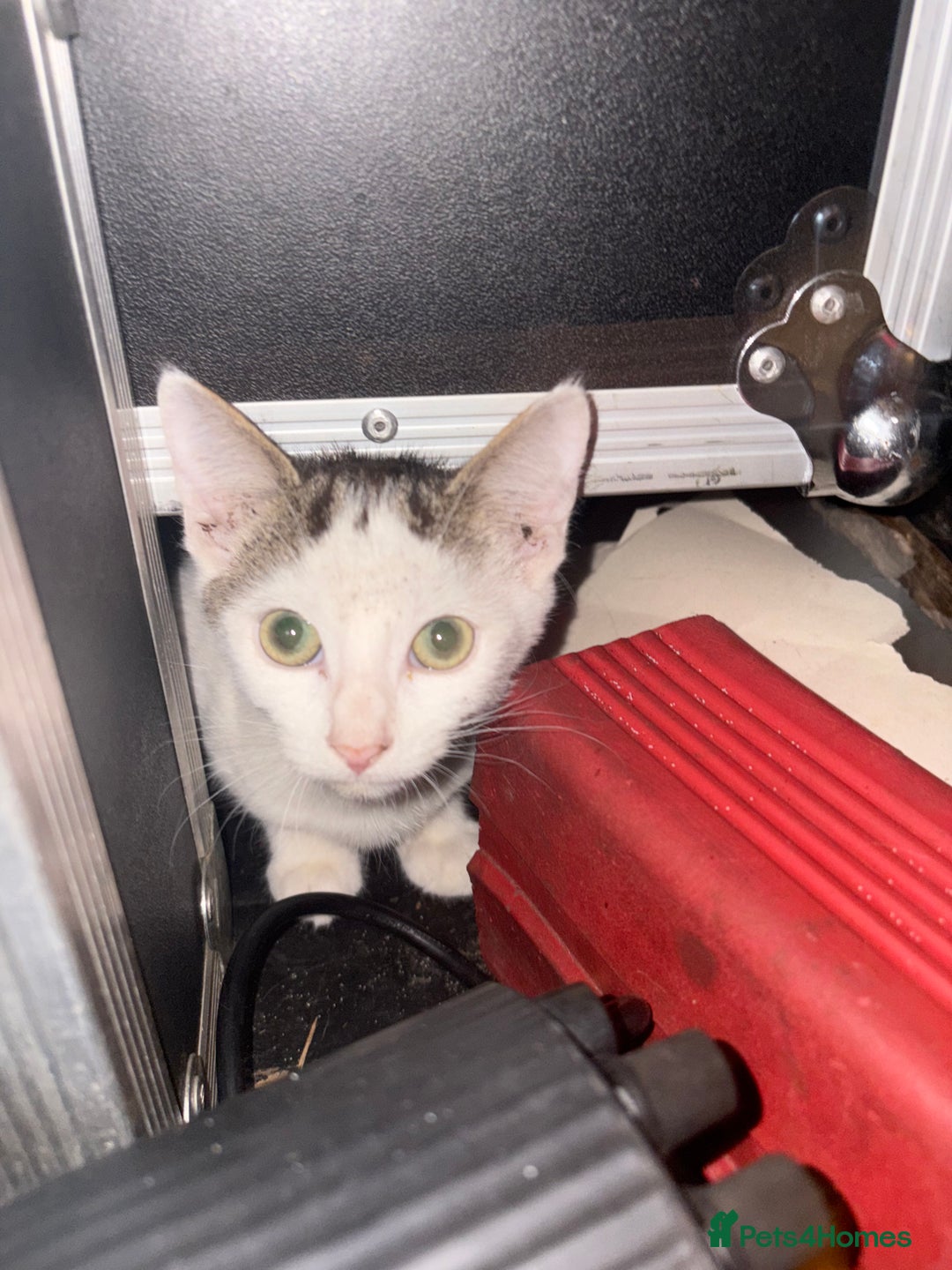 Mixed Breed cats for sale: 2 beautiful for kittens for sale  - Image 5