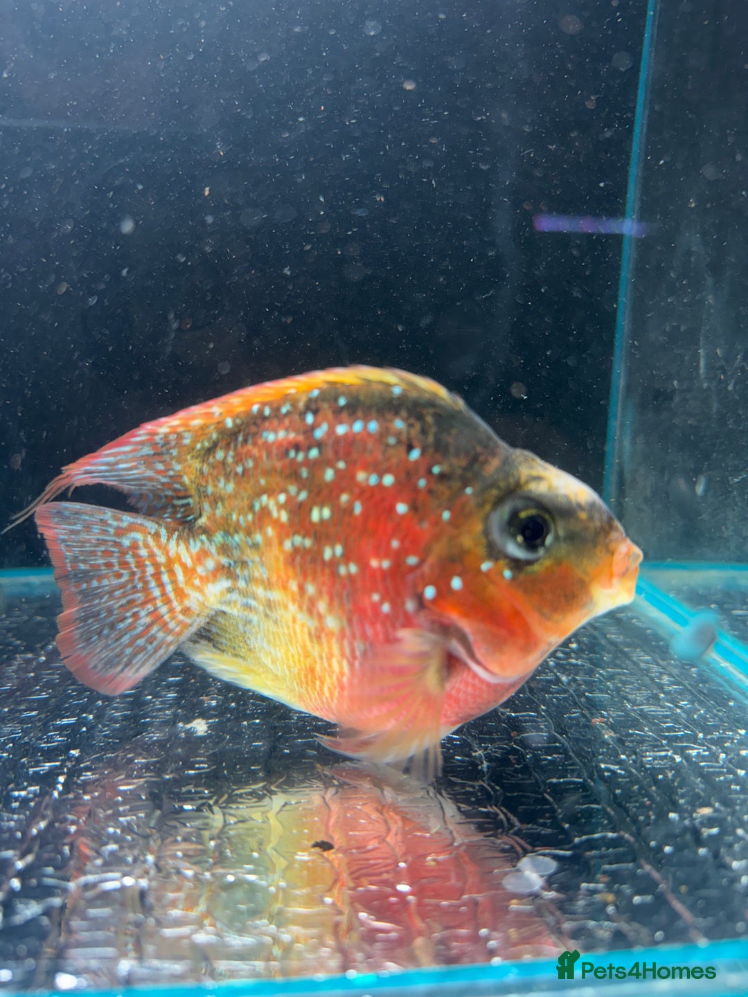 Cichlids fish for sale: Crystal parrot & srt - Advert 4