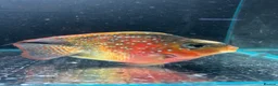 Cichlids fish for sale: Thai imports Crystal parrot & srt (Cheshire) - Advert 4