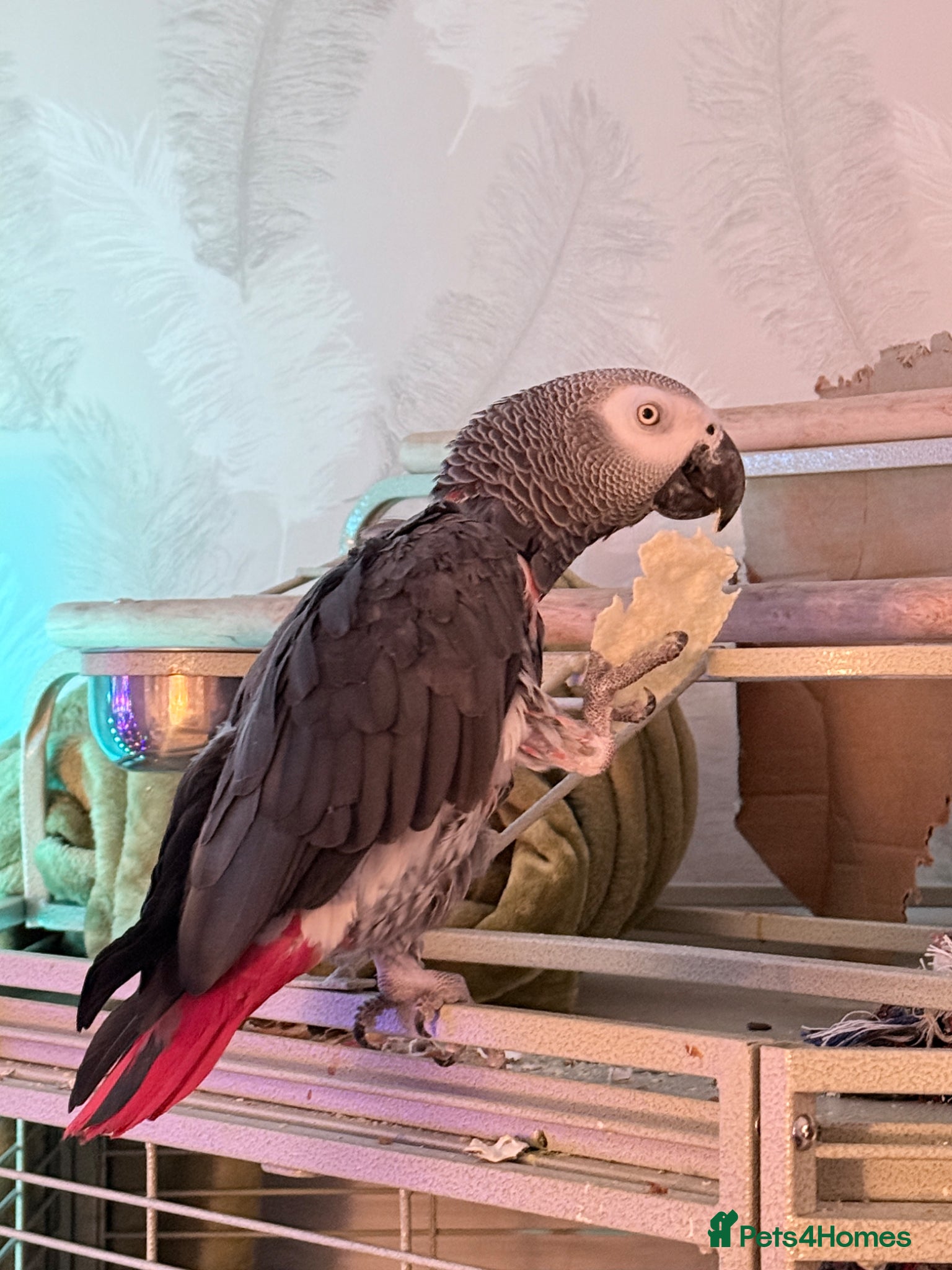 Parrots birds African Grey parrot for sale - Advert 1
