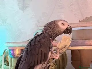 Parrots birds African Grey parrot for sale - Advert 1