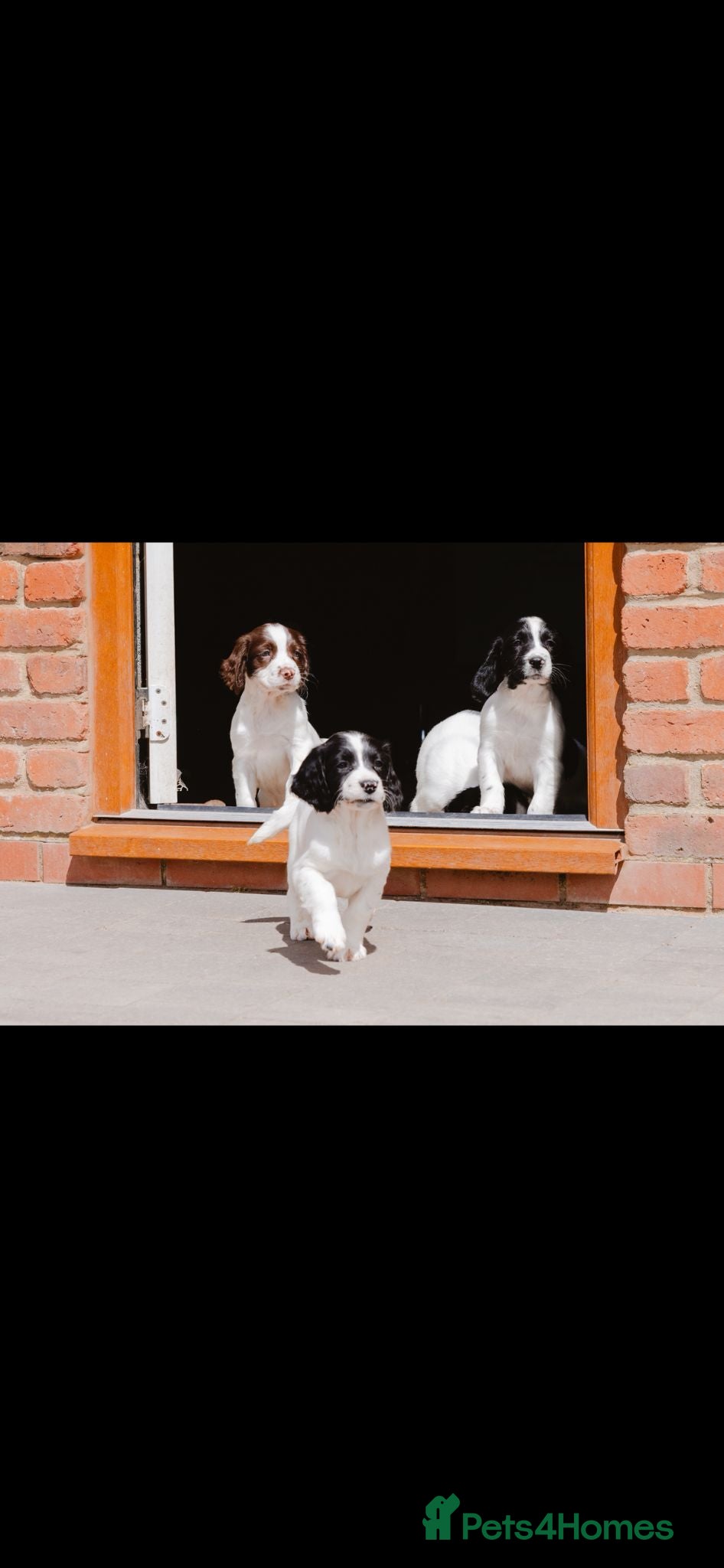 English Springer Spaniel dogs Quality English Springer Spaniel puppies for sale - Advert 1