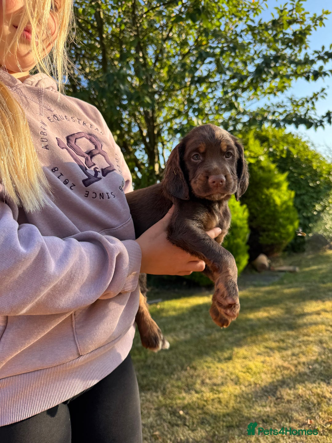 Cocker Spaniel dogs for sale: Working cocker spaniels  - Image 16