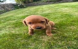 Labrador Retriever dogs for sale: Stunning, KC registered, Fox Red Labrador puppies. - Image 23