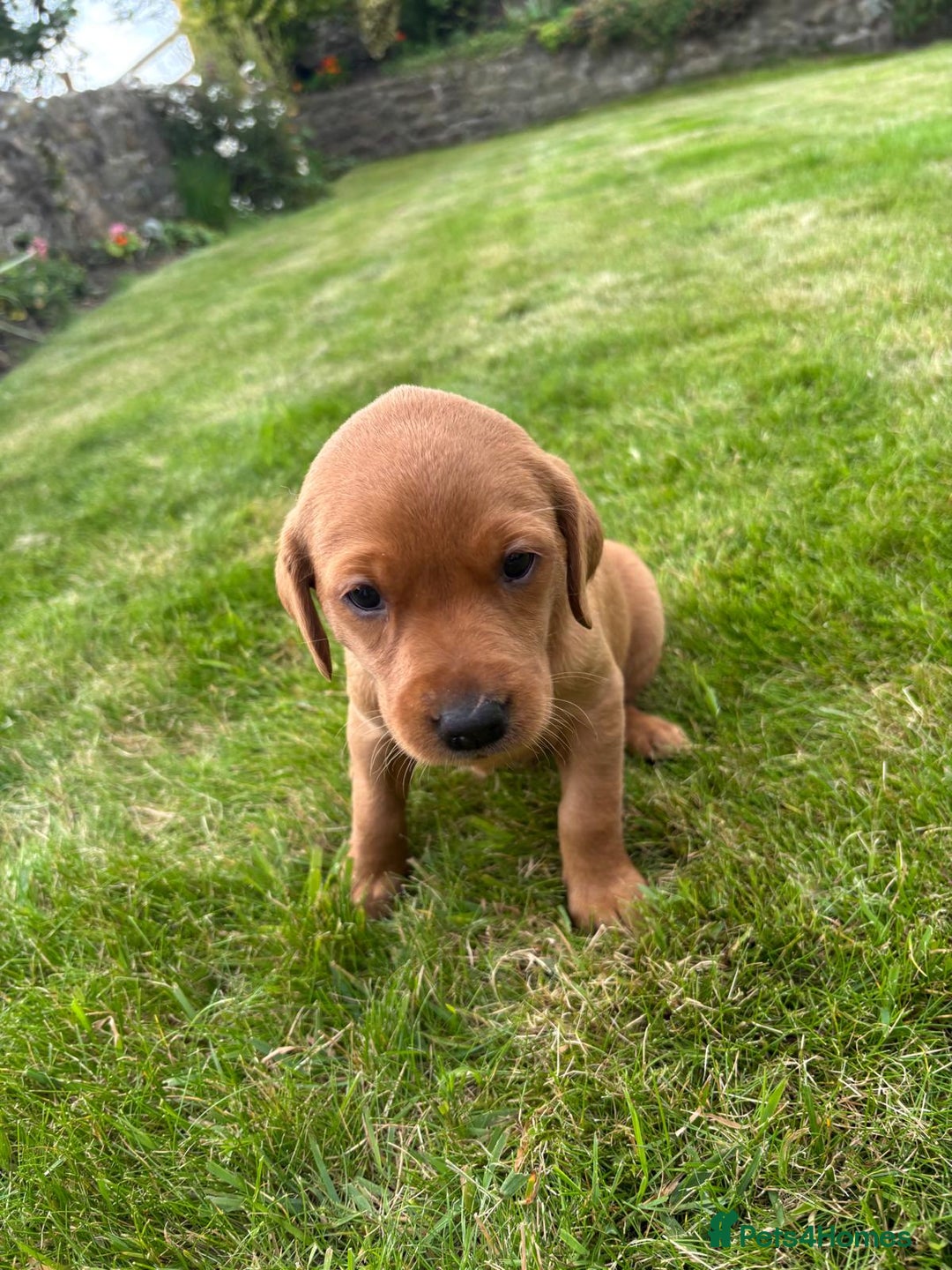 Labrador Retriever dogs for sale: Stunning, KC registered, Fox Red Labrador puppies. - Image 23