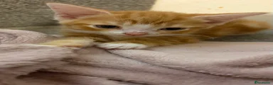 Mixed Breed 5
