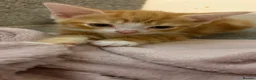 Mixed Breed cats for sale: 6 beautiful kittens  - Advert 3