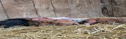 Pig livestock for sale: 4 Male Miniature Micro Pigs  - Advert 3