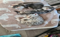 Bengal cats for sale: Full pedigree bengal kittens - Image 13