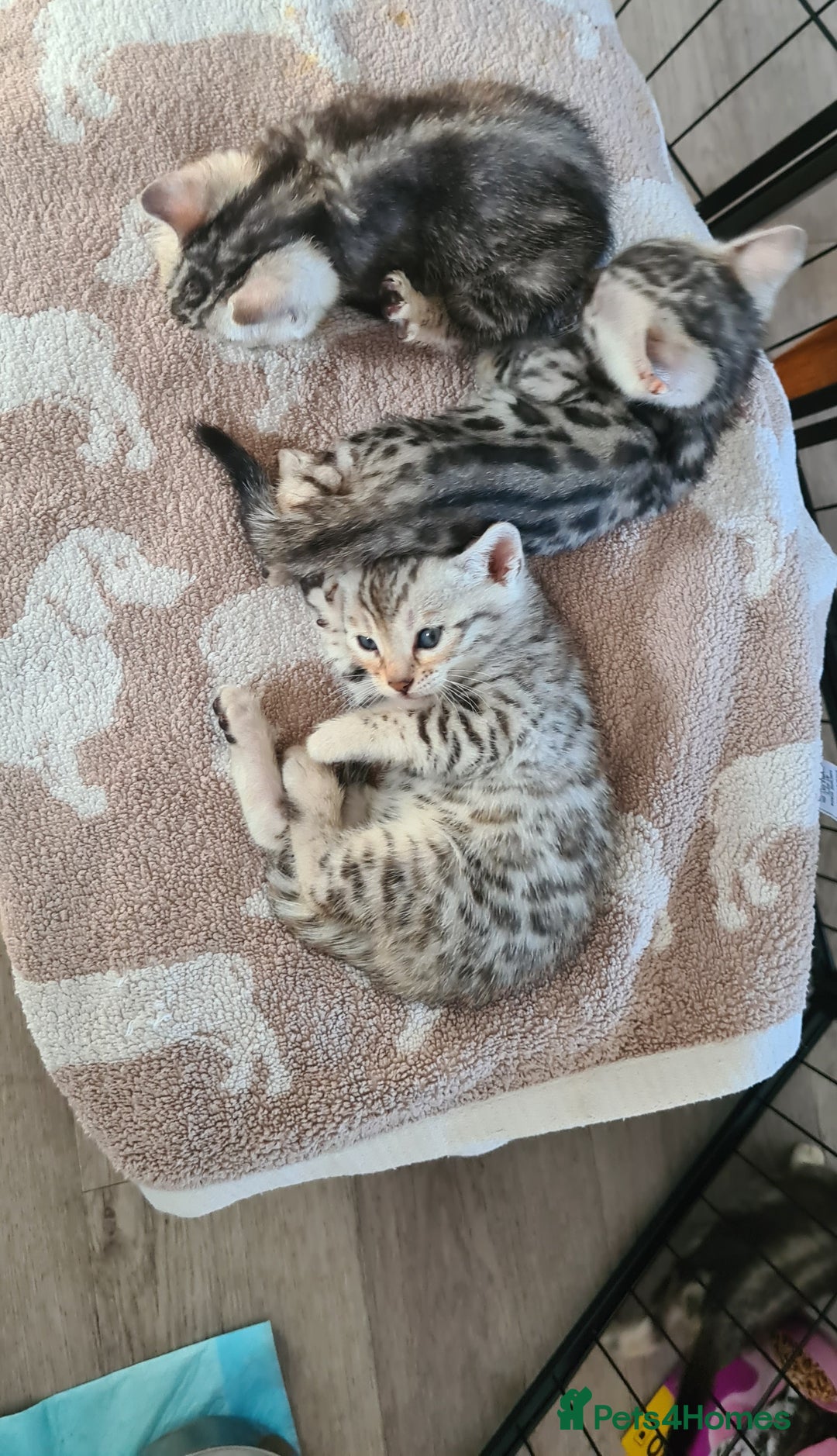 Bengal cats for sale: Full pedigree bengal kittens - Image 13