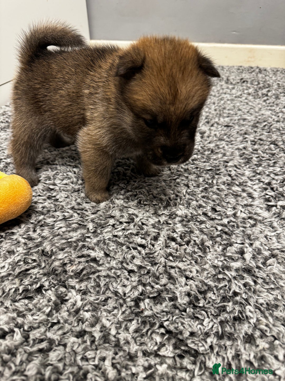 Mixed Breed dogs for sale: Chowski puppies for sale  - Advert 11