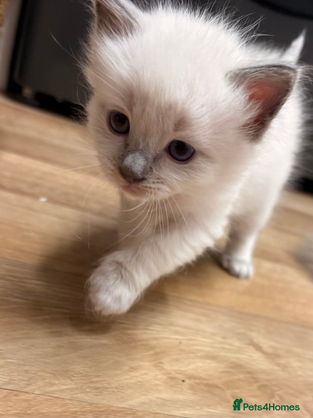 Ragdoll cats for sale: Beautiful Purebred Pedigree Blue Ragdoll Kittens - Advert 3