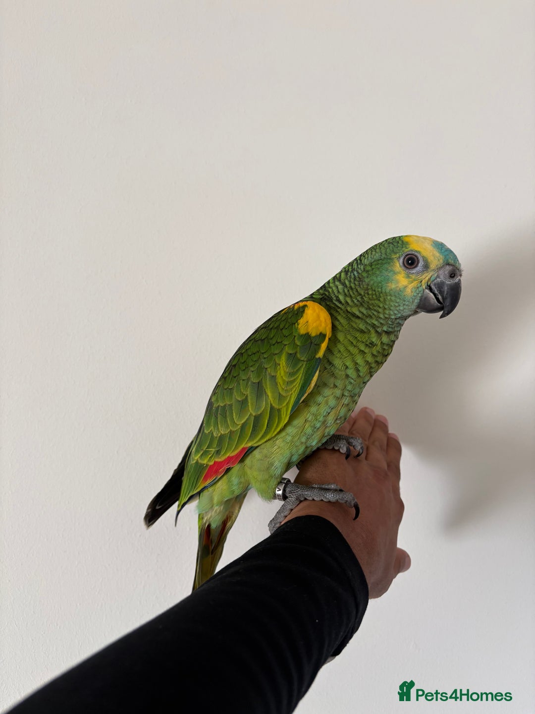 Parrots birds for sale: SILLY TAME HAND REARED BABY BLUE FRONTED AMAZON - Image 4