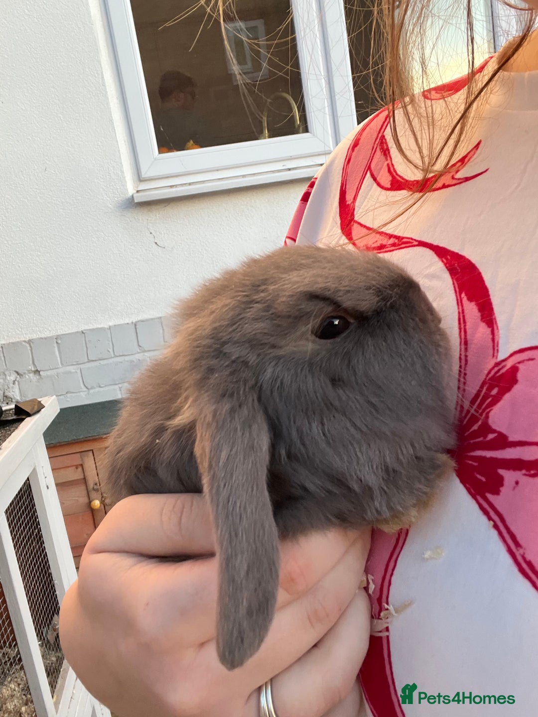 Mini Lop rabbits for sale: Mini lops for sale  - Advert 4