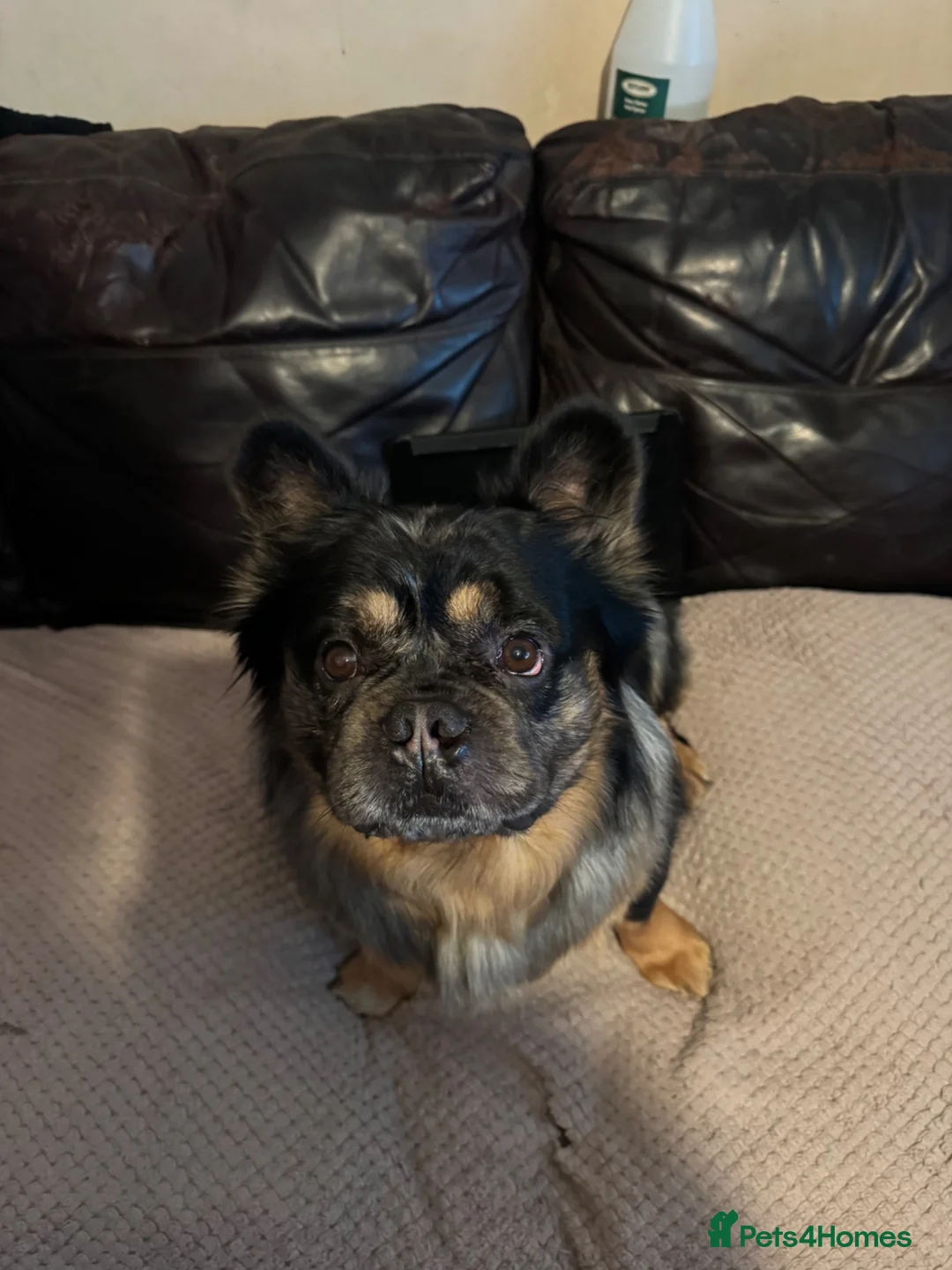 French Bulldog dogs for sale: Fluffy French bulldog for sale in Plymouth - Advert 7