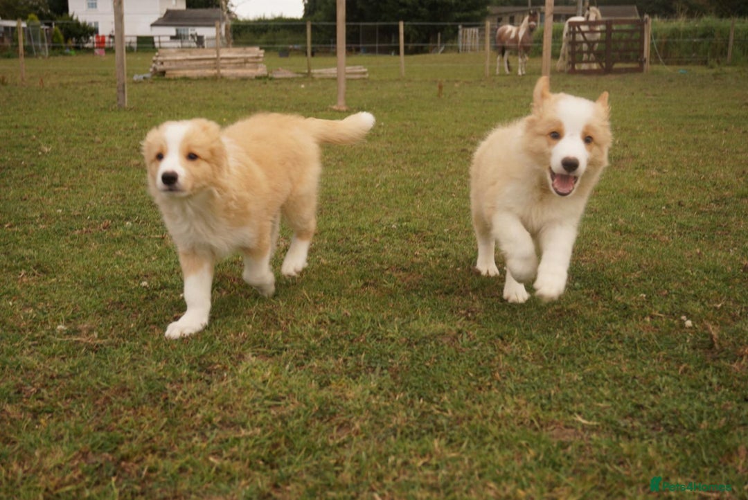 Border Collie dogs for sale: Gold/white KC reg health tested Border Collies in Boston - Image 5