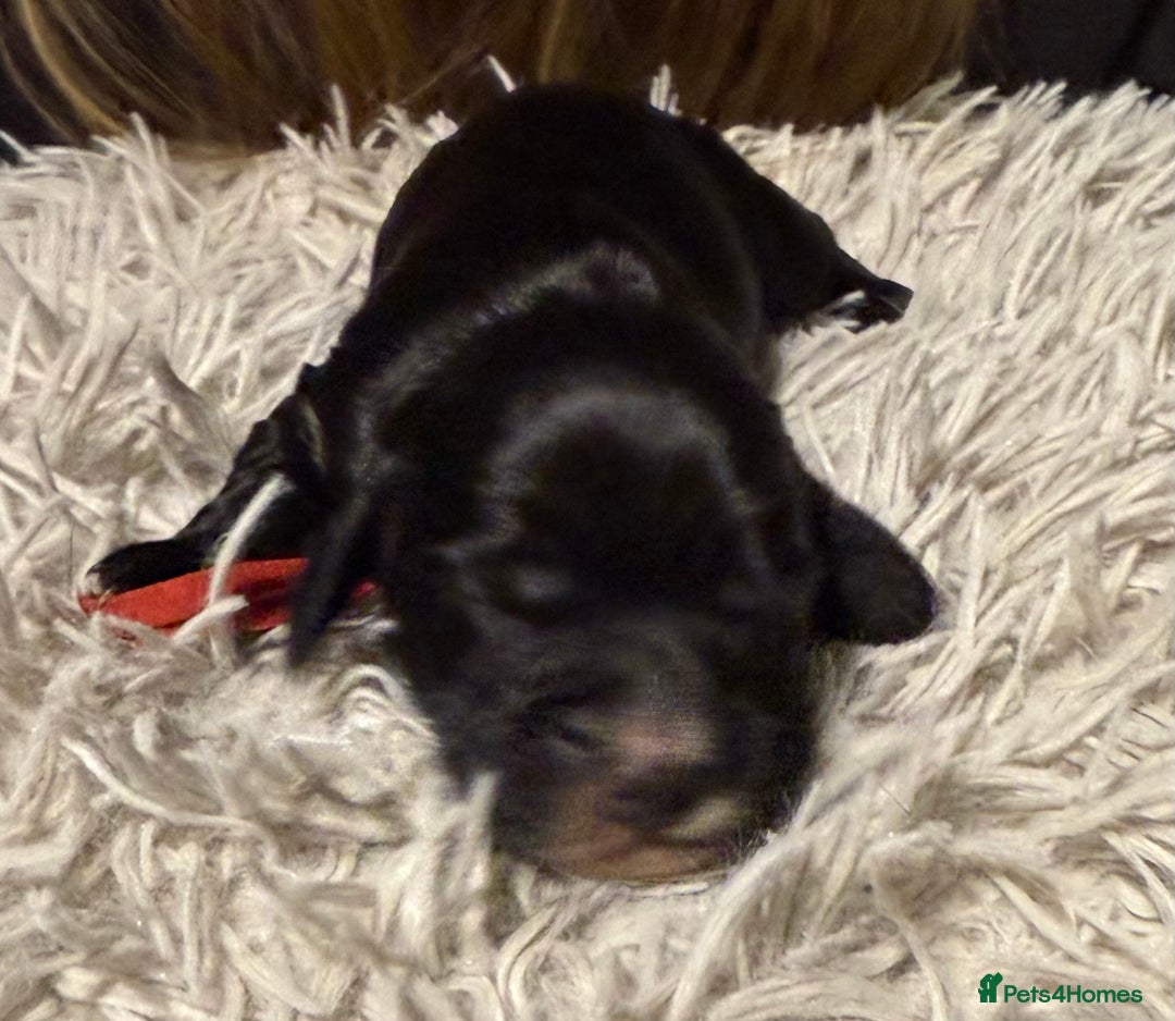 Sprocker dogs for sale: Sprocker puppies  - Advert 8