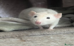 Rat rodents for sale: 1 year old female rat looking for friends - Advert 2