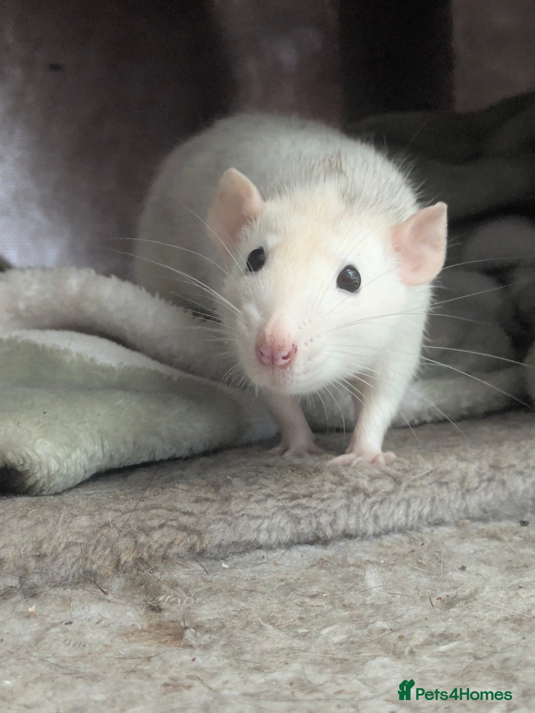 Rat rodents for sale: 1 year old female rat looking for friends - Advert 2