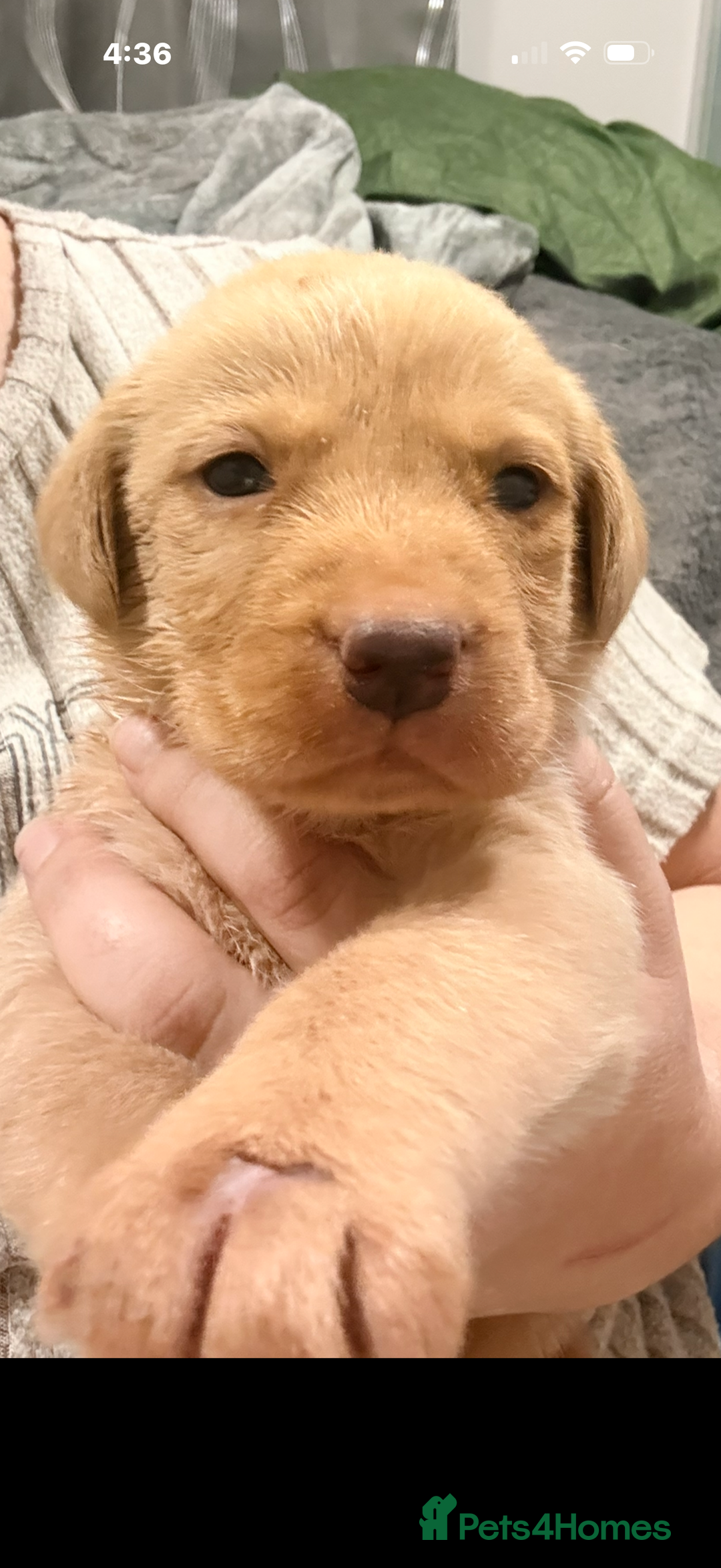 Labrador Retriever dogs for sale: Beautiful, fox red labradors - Advert 6