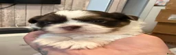 Shih Tzu dogs for sale: Karashishi Full KC imperial Shih-Tzu pups for sale - Advert 19