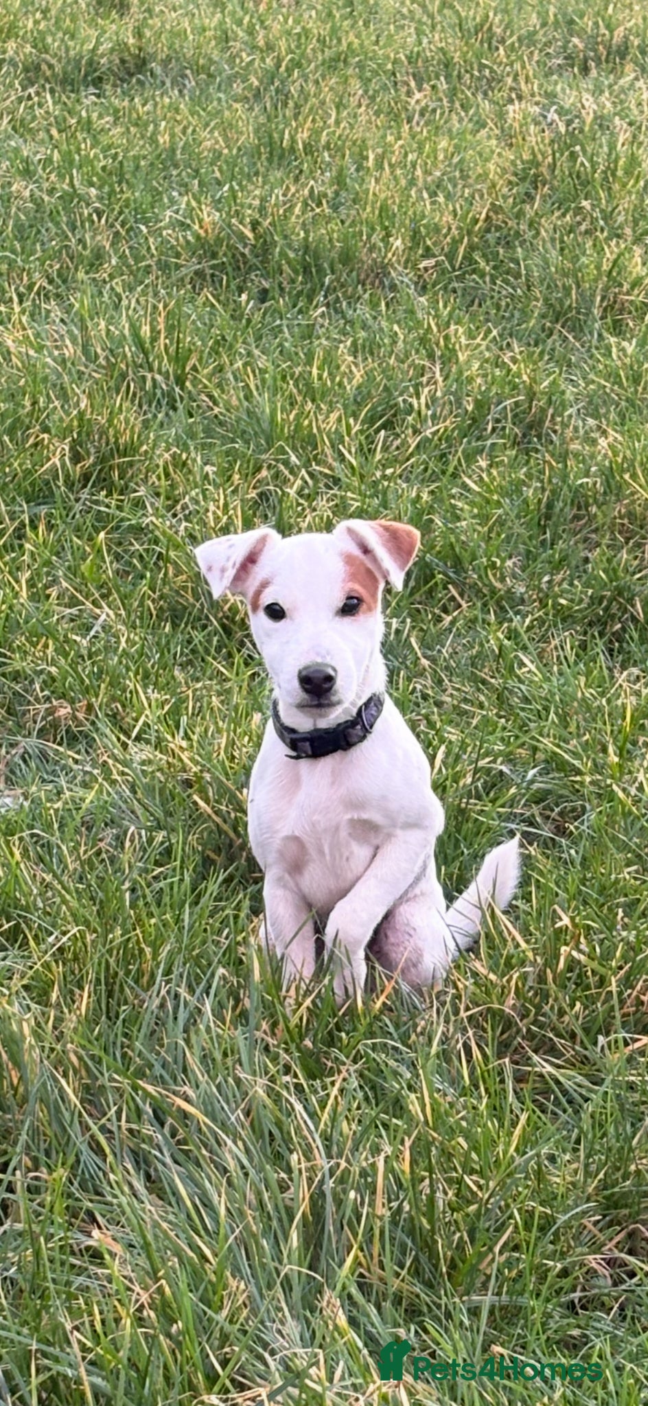 Parson Russell dogs Looking for a new home - Advert 1