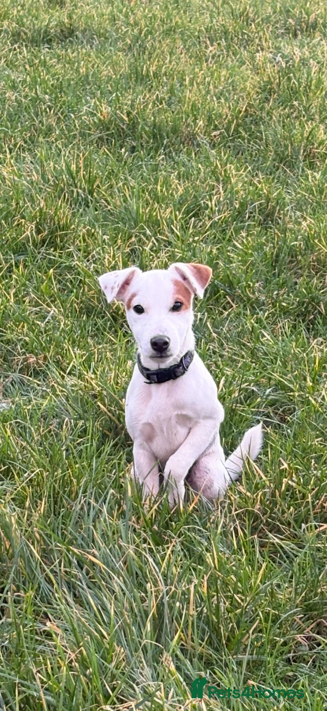 Parson Russell dogs for sale: Looking for a new home in Saint Ives - Advert 1