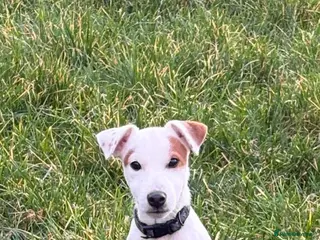 Parson Russell dogs Looking for a new home - Advert 3