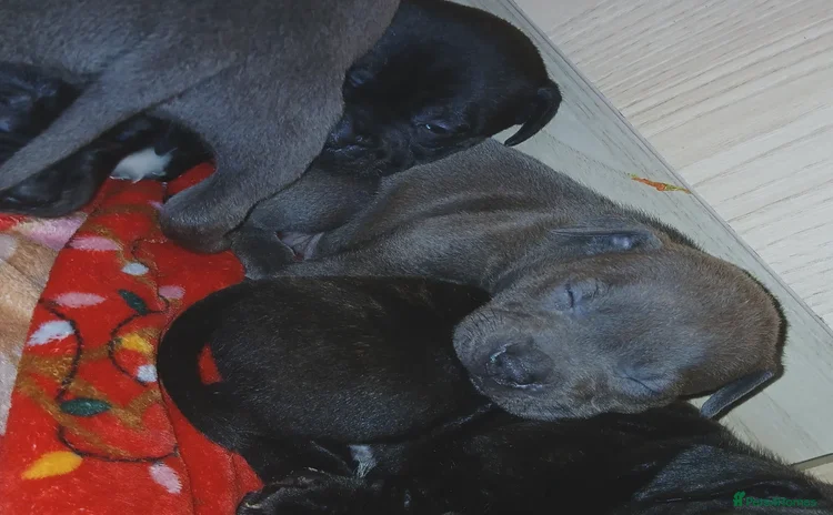 Staffordshire Bull Terrier dogs - Advert 1